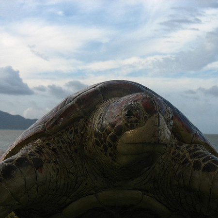 Turtle on Onda beach Orin Zebest