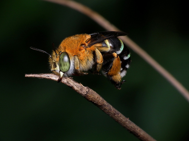 Blue Banded Bee by James Niland on Flickr