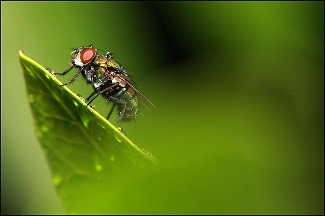 Fly in the Rain by Nam Nguyen on Flickr