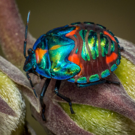 Harlequin Bug by James Niland on Flickr