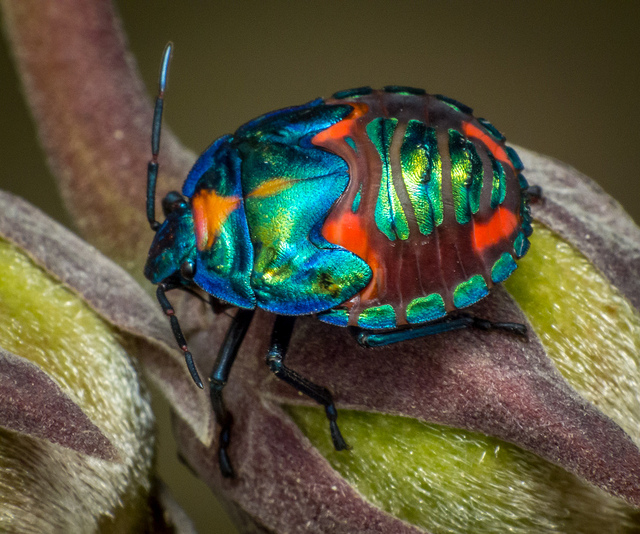 Harlequin Bug by James Niland on Flickr