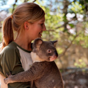 Koala at Billabong Sanctuary by by Christian Haugen Flickr