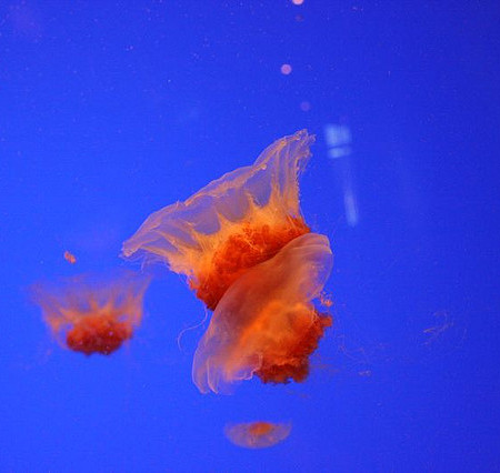 Melbourne SEA LIFE Aquarium Gordon Flood on Flickr