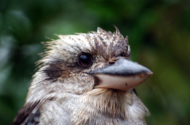 Kookabura