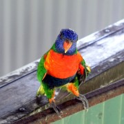 Parrot in Australia