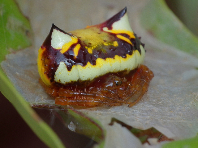 Two-spined Spider by James Niland on Flickr