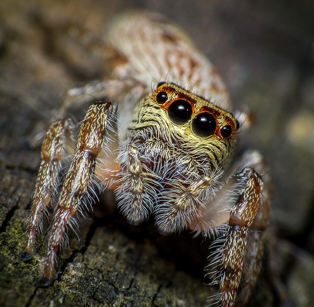 Yikes! Jumping Spider by James Niland on Flickr